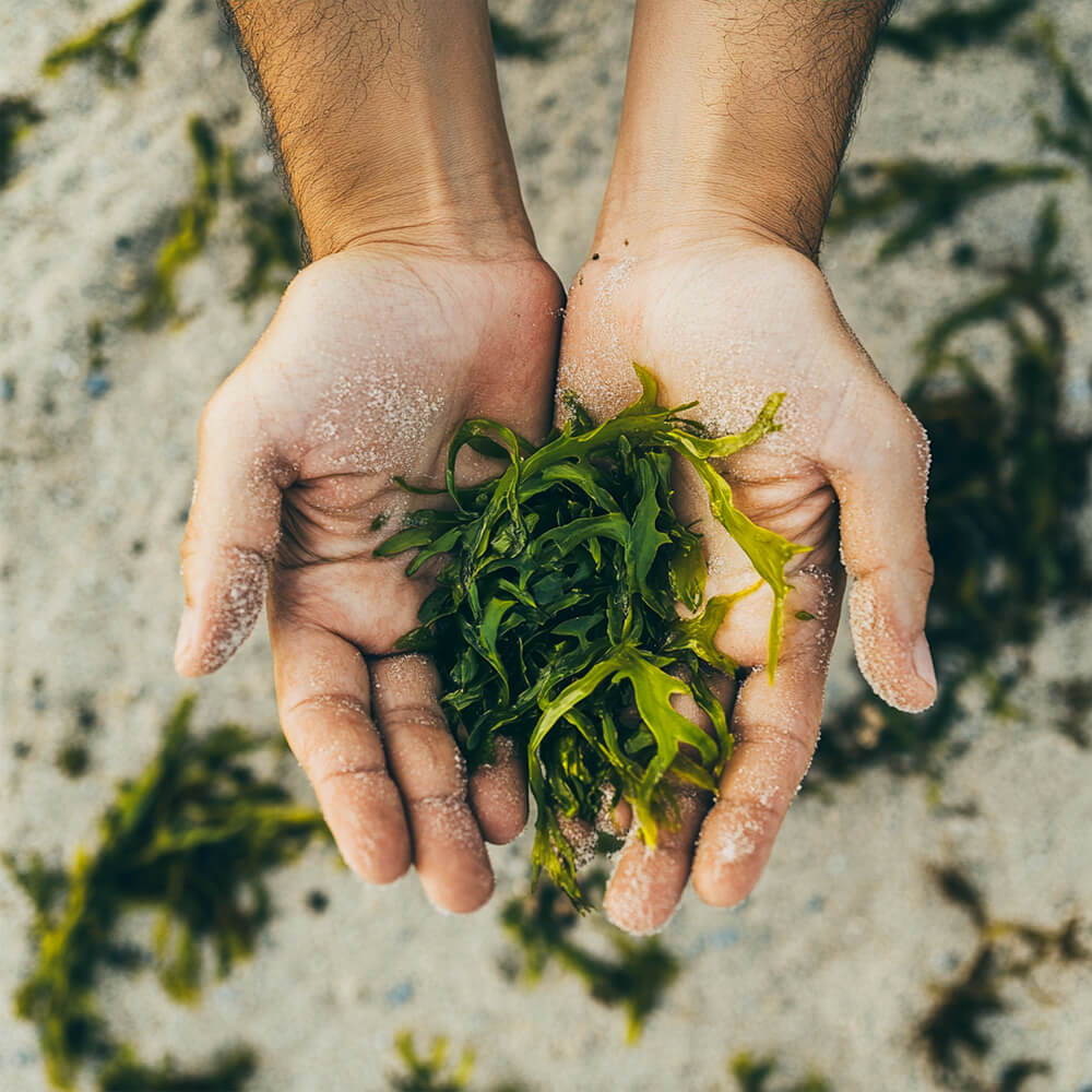 Hands holding seaweed against a background of a beach with sand and seaweed